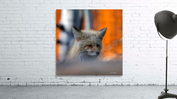 sleepy fox Wall Preview