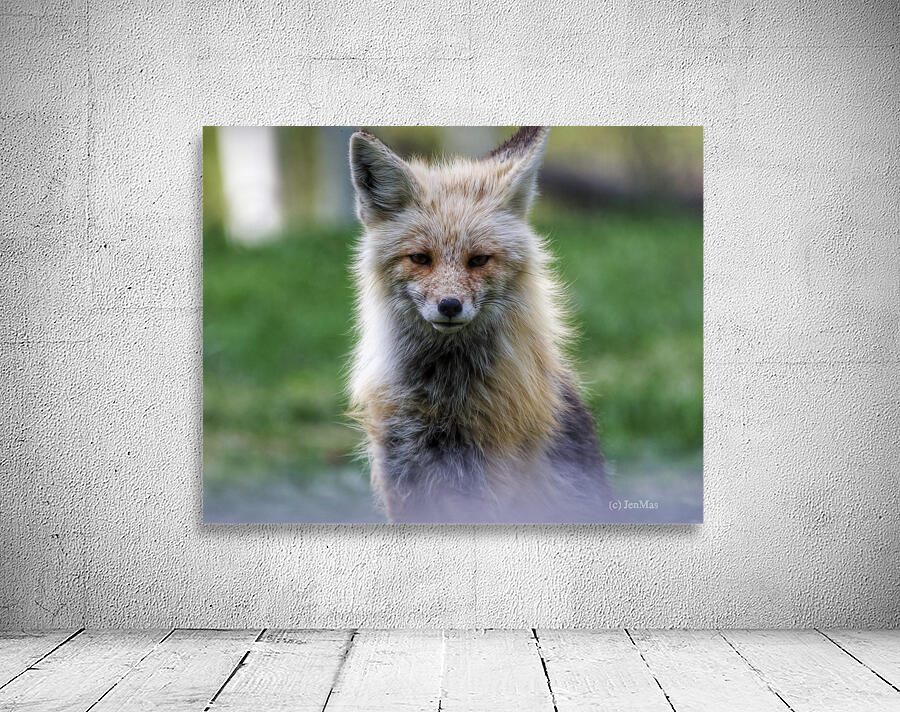 Handsome fox Wall Preview