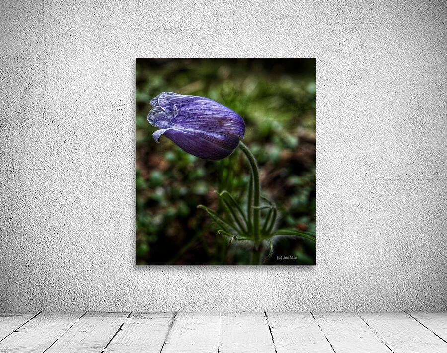 Crocus  Wall Preview
