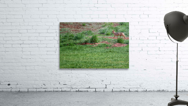 Coyote on the run Wall Preview