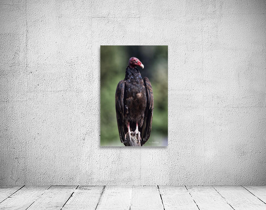 Turkey Vulture Wall Preview