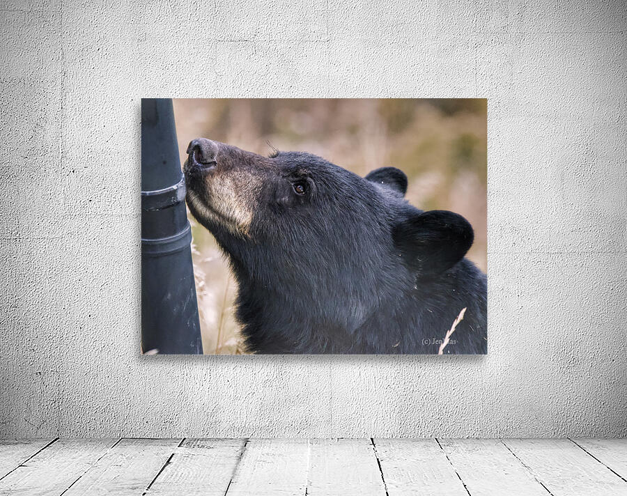 Black bear Wall Preview