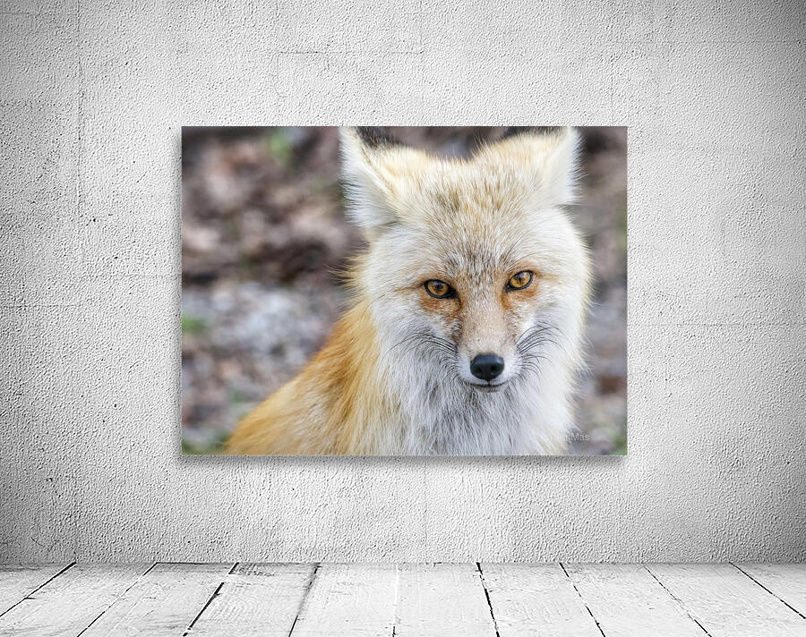 Vixen up close Wall Preview