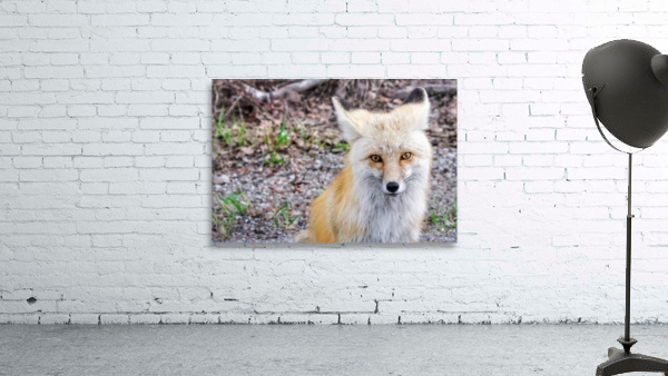 Vixen  Wall Preview
