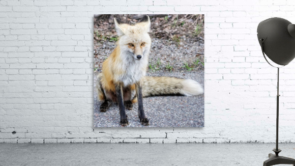 Vixen full body Wall Preview