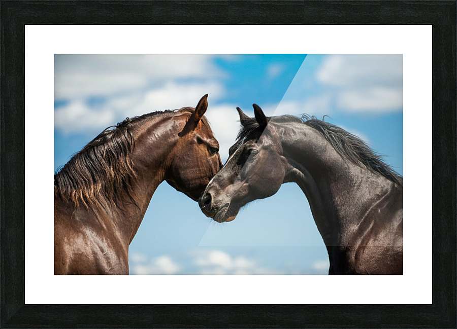 two horses background sky Picture Frame print
