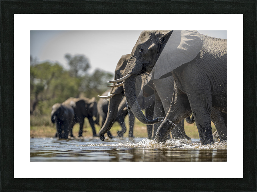 elephants drinking water Picture Frame print