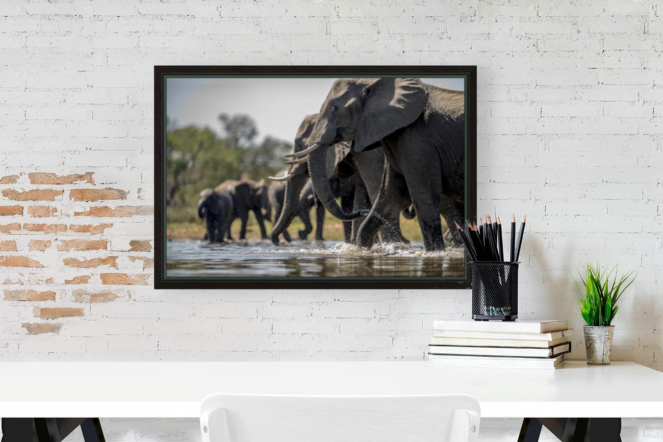 elephants drinking water Reproduction
