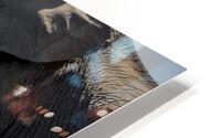 elephants drinking water HD Metal print