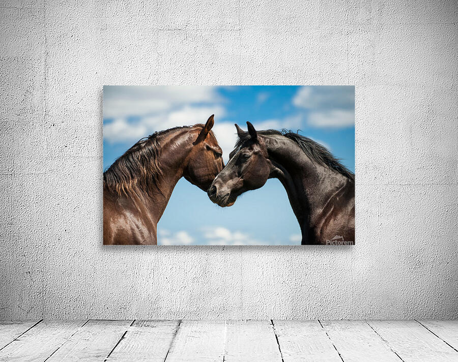 two horses background sky Wall Preview