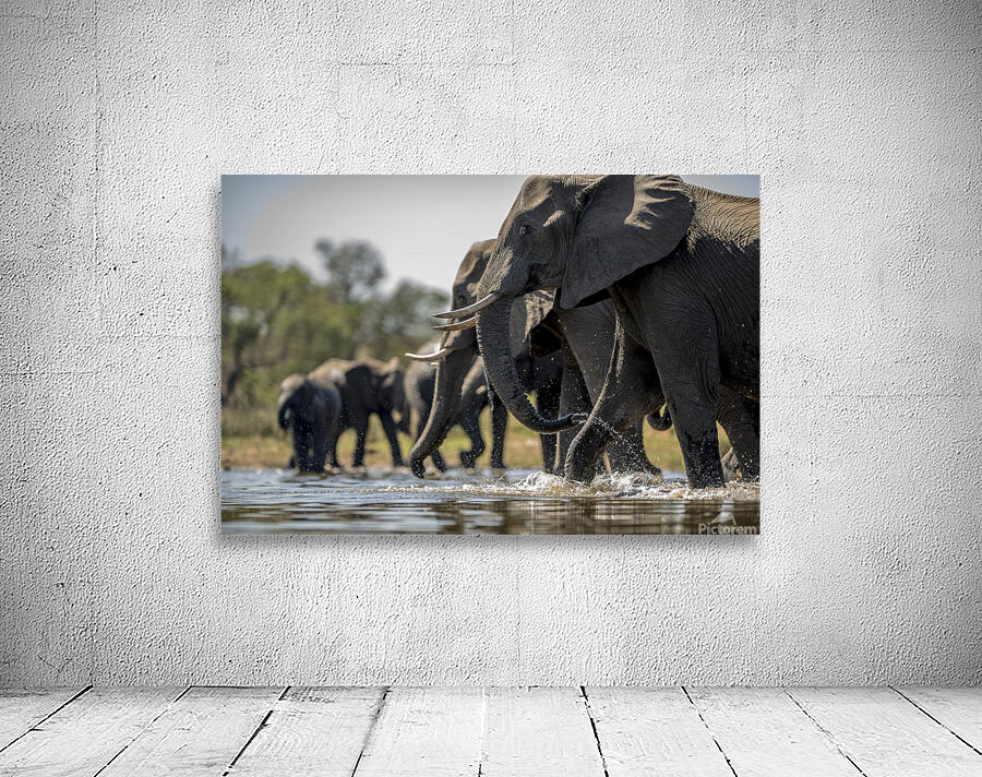elephants drinking water Wall Preview