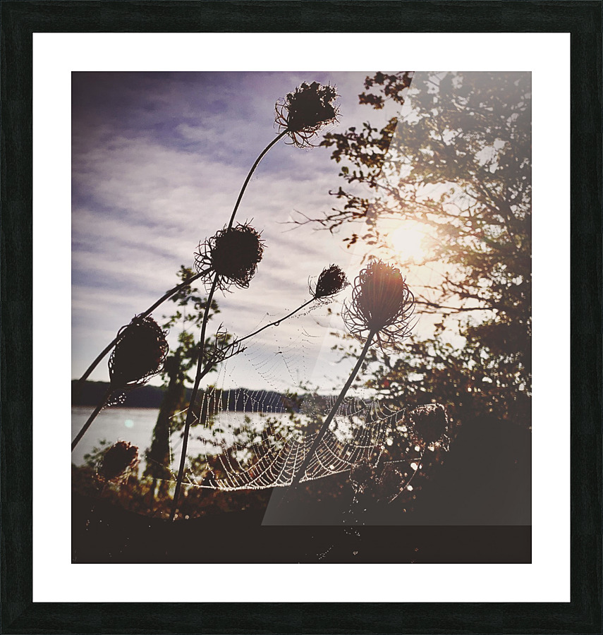 Charlotte’s Sunrise  Picture Frame print