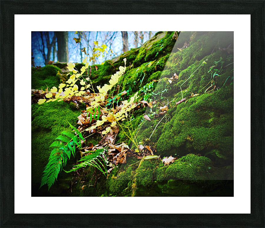 Mossy Grove Picture Frame print
