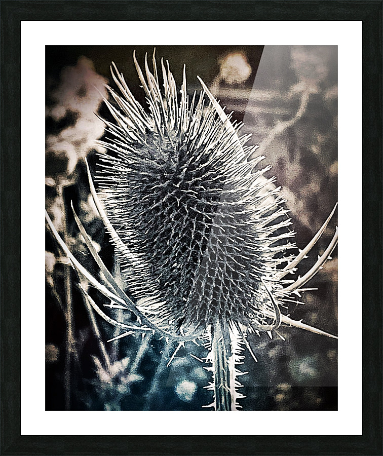 Spiky Flora Picture Frame print