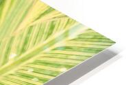 Exotic Summer HD Metal print