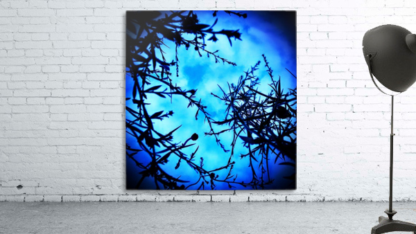 Blue moon  Wall Preview