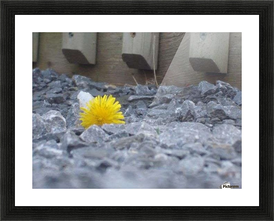Flower in the rough Picture Frame print