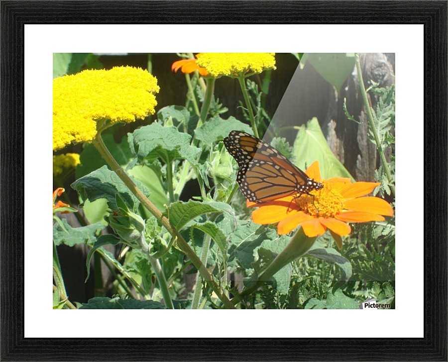 The Butterfly Picture Frame print