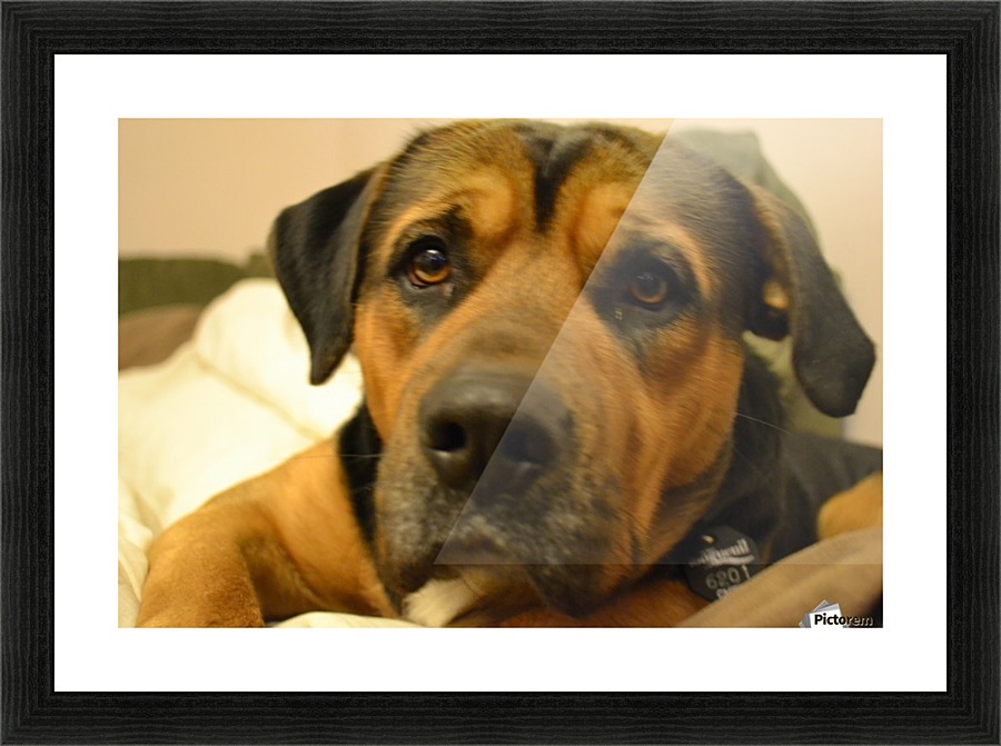 Bear the dog Picture Frame print