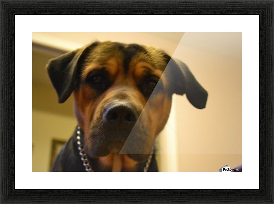 His name's Bear Picture Frame print