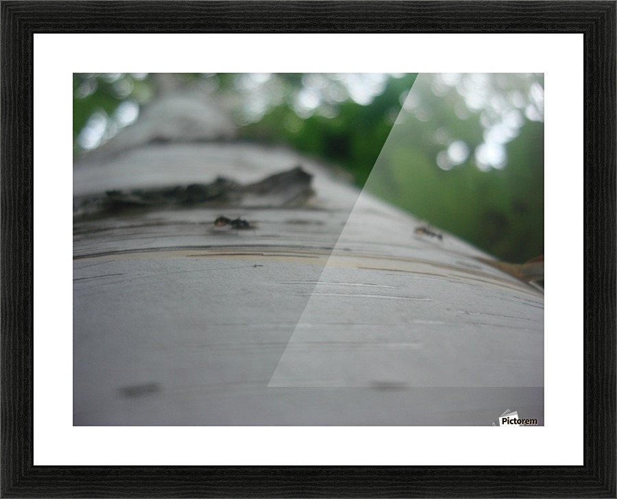 DSC09332 Picture Frame print