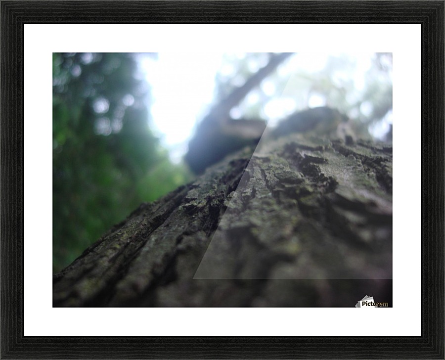 Bark  Picture Frame print