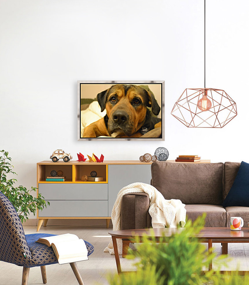 Bear the dog Reproduction