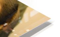Bear the dog HD Metal print
