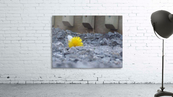 Flower in the rough Wall Preview