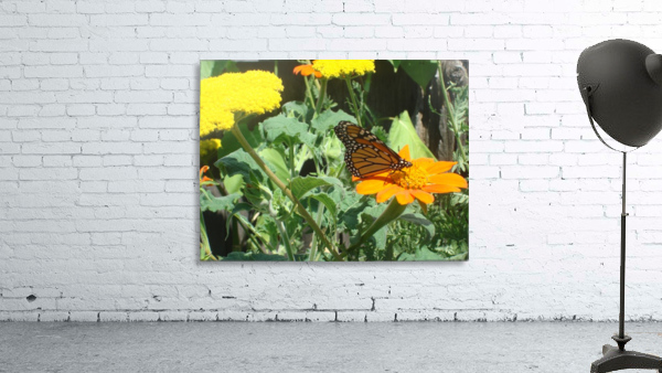 The Butterfly Wall Preview