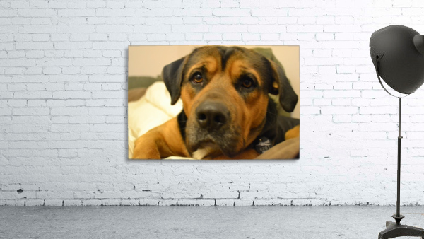 Bear the dog Wall Preview