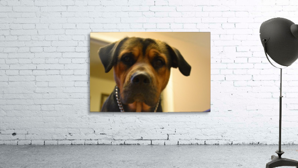 His name's Bear Wall Preview