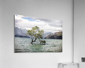 Most Famous tree Acrylic Print