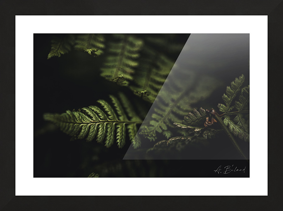 Black & fern Picture Frame print