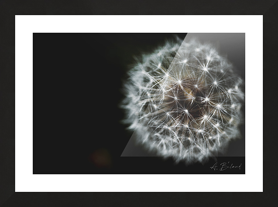 Dandelion  Picture Frame print
