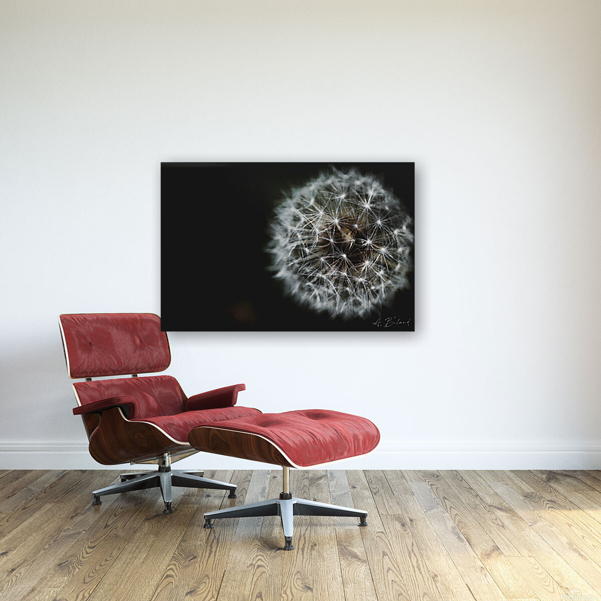 Dandelion  Reproduction