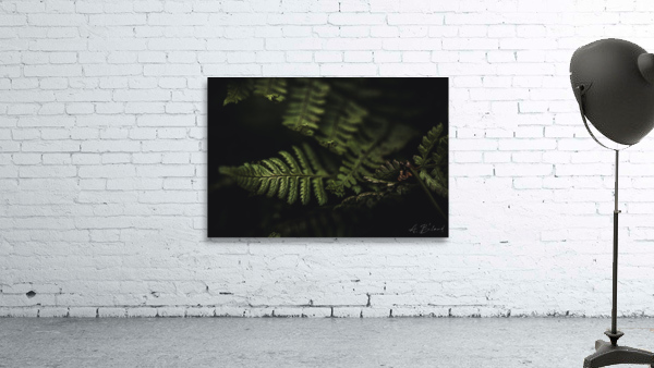 Black & fern Wall Preview