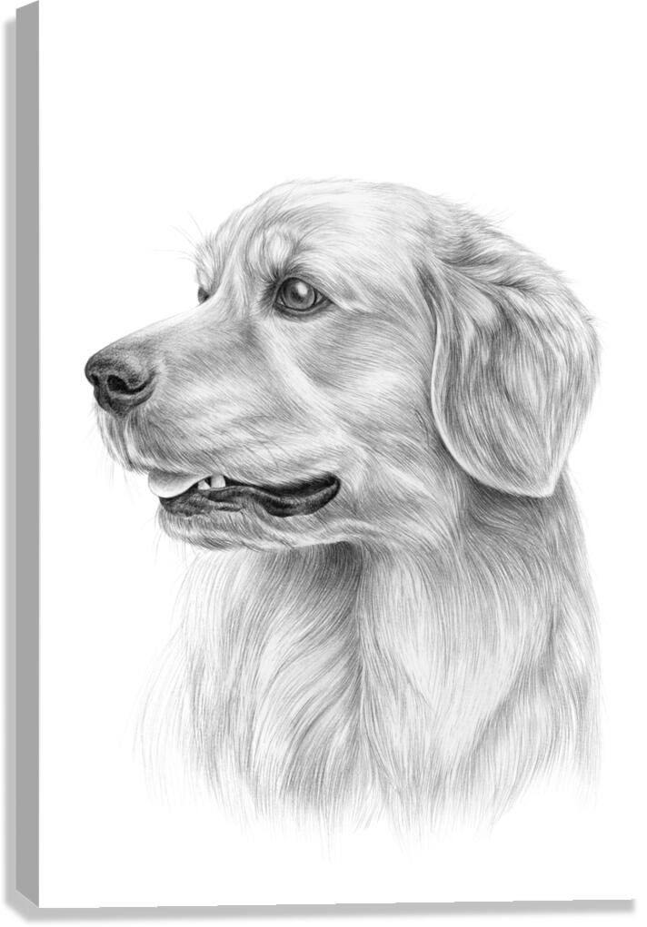 Golden Retriever Drawing Canvas Print
