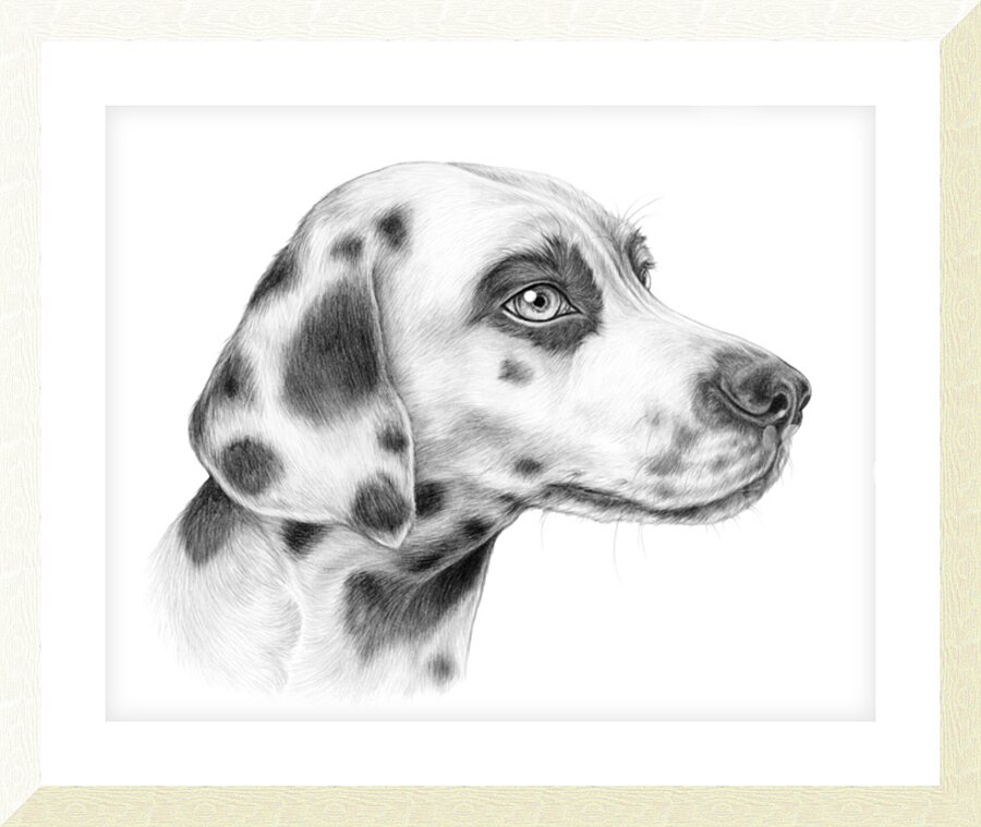 Dalmation Picture Frame print
