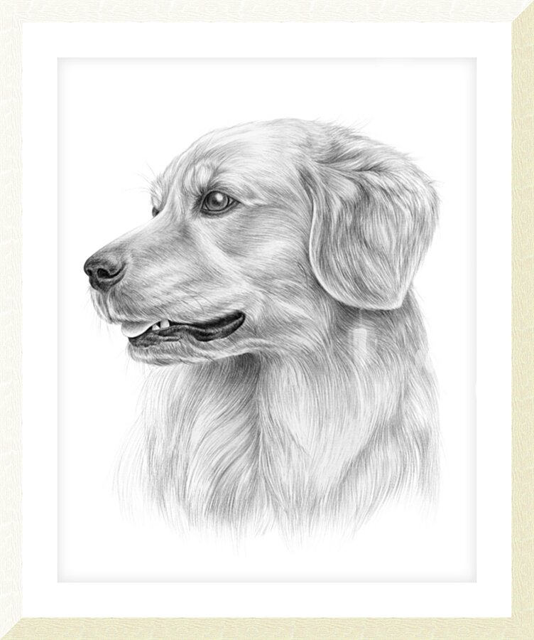 Golden Retriever Drawing Picture Frame print