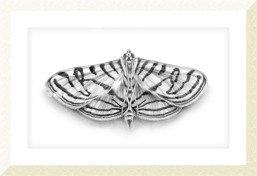 Zebra Moth Picture Frame print