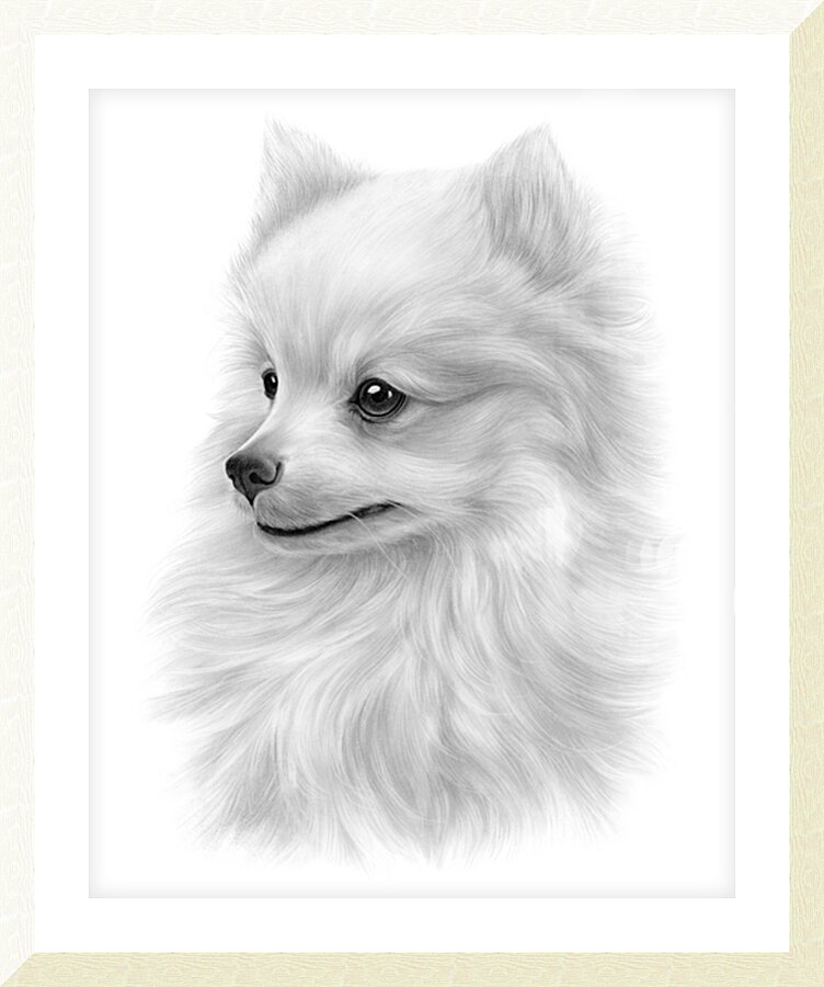 Pomeranian Picture Frame print