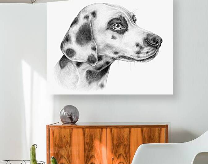 Dalmation by Collect Sunshine Art