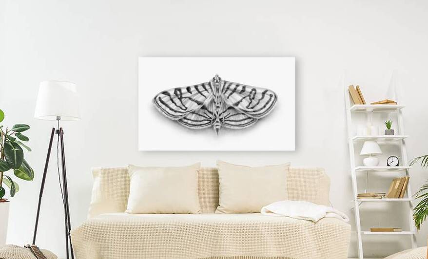 Zebra Moth by Collect Sunshine Art