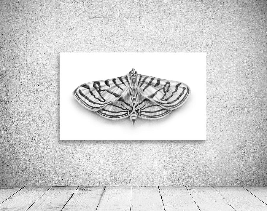 Zebra Moth Wall Preview