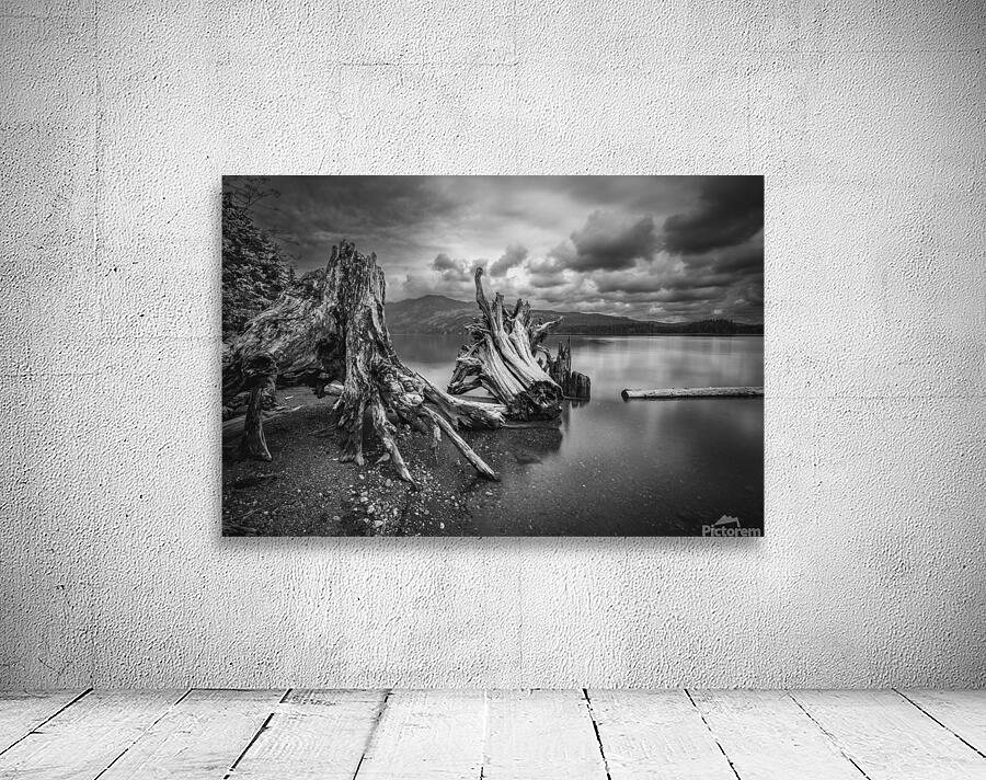 Stumps Comox Lake Wall Preview