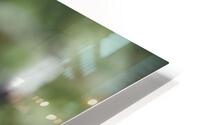 Parrots  HD Metal print