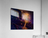 XBOS5909 Acrylic Print
