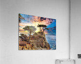Cypress Tree Acrylic Print