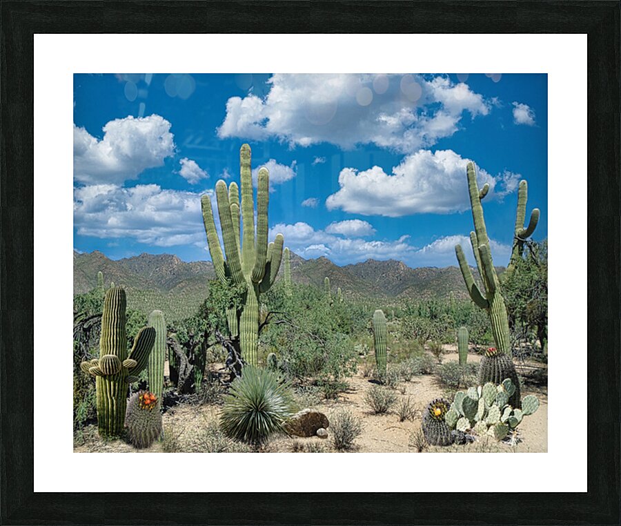 AZ Cactus Scene Picture Frame Printing